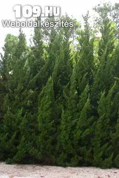 Apróhirdetés, jegenyeboróka juniperus chinensis Keteleeri 25l kont 150/175cm magas