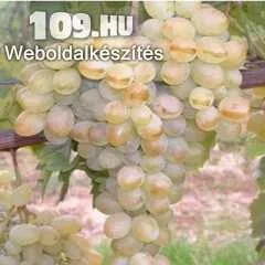 Apróhirdetés, belgrádi magvatlan fehér csemegeszőlő oltvány szabadgyökeres