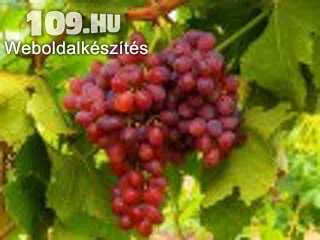 Apróhirdetés, kismis moldavszkij magnélküli csemegeszőlő szabadgyökeres oltvány