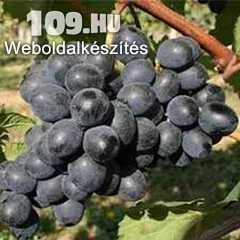 Apróhirdetés, MOLDOVA rezisztens  kék csemegeszőlő szabadgyökeres, dugvány
