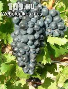 Apróhirdetés, Néró rezisztens kék csemegeszőlő szabadgyökeres dugvány korai érésű