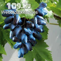 Apróhirdetés, szuvenír kék csemegeszőlő szabadgyökeres gyökérnemes dugvány
