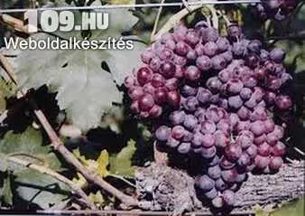 Apróhirdetés, Kis-mis Modlavszkij szőlőoltvány