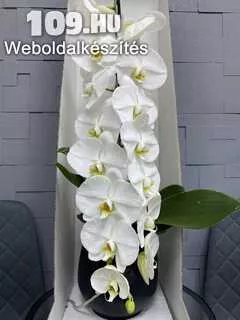 Apróhirdetés, Orchidea különlegesség