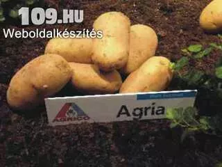 Apróhirdetés, Étkezési burgonya Agria 40mm+ 10kg/zsák