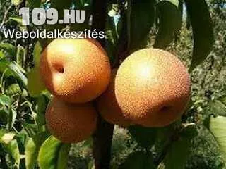 Apróhirdetés, parker pepin alma (bőralma)