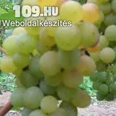 Apróhirdetés, Beogradska Seedles  (MV) fehér borszőlő oltvány