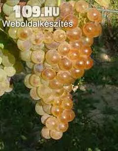 Apróhirdetés, Fehér Chasselas fehér borszőlő oltvány