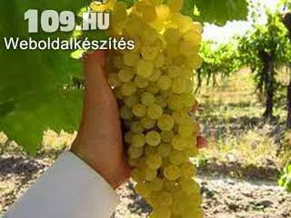 Apróhirdetés, Thomson  Seedles (MV) fehér borszőlő oltvány
