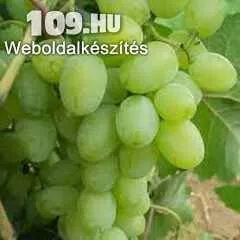 Apróhirdetés, Zaporozsec fehér borszőlő oltvány