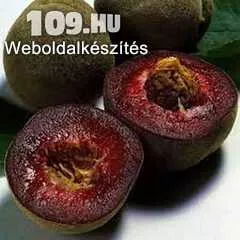 Apróhirdetés, Roter weinberger(vöröslevelű nektarin) (N)* őszibarack