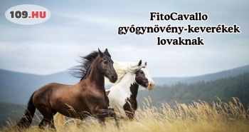 FitoCavallo gyógynövény-keverékek lovaknak